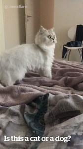 This is a dog trapped inside a cat's body! 😹 | VT