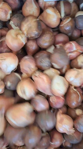 64 reactions · 4 comments | And so it begins! 2000 tulip bulbs for next spring's flower sales! They'll go in the ground in November. ✌️❤️⚘️ | Joann Seddon | Facebook