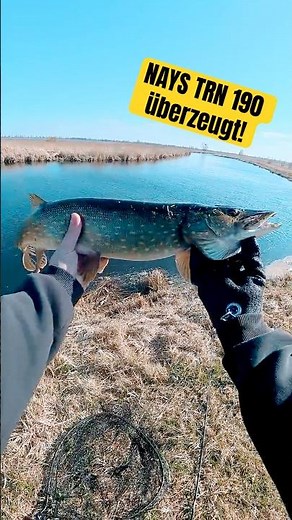 Hechtangeln mit dem Nays TRN am Fluss #fishing #fishingvideo #pikefishing #Nays #angeln #hecht