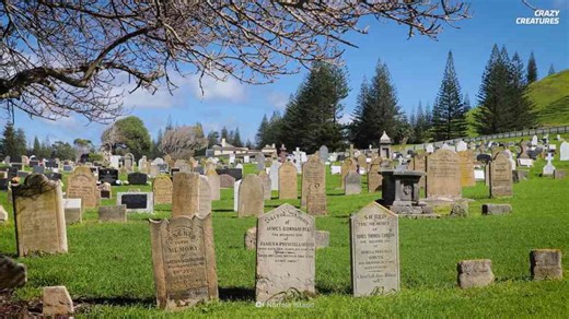 Why this centipede sits near the top of the jungle food chain