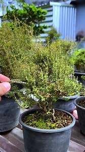1.8M views · 35K reactions | @minature_c shows us how a miniature bonsai tree is made start to finish. #bonsaitreeplantspiration#bonsaitree #bonsaiart #bonsailovers #bonsailife #bonsaiworld #bonsaiwork #bonsais #bonsaiusa #bonsailove #bonsaigram #bonsaifamily #bonsaitrees #bonsaipot #bonsaist #bonsaiaustraila#bonsai #usa | Bonsai Love | Facebook