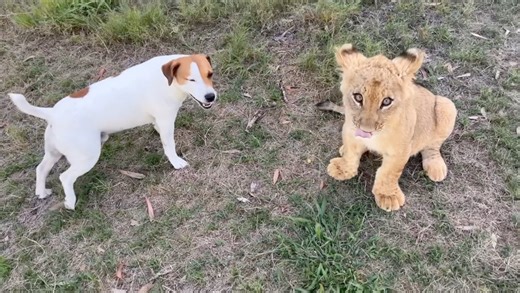 莱昂纳尔的体型和体重都超过了金斯利，但是金斯利作为一只帕森杰克罗素梗动作依然更敏捷