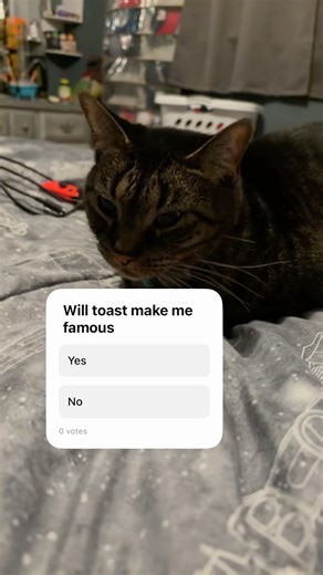 Can a cat make me famous