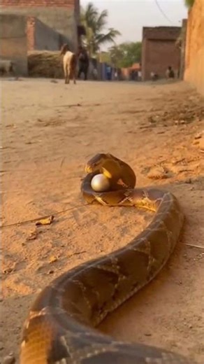 Snack and egg very sad video #shorts