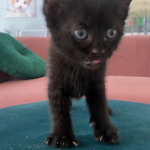 85K views · 19K reactions | Daisy Gold is the cutest. One of my favorite things she does is that when she meows, she sticks her tongue out like a goat bleating! She doesn’t do a “meow,” she sort of does a “mlehhhh!” It’s hard to capture a video of it, but here is a wee taste of just how adorable she is when she has something to say.  | Kitten Lady | Facebook