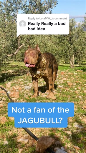 Replying to @LolaMW_ jagubulls #jagubull #jagbull #jaguardog #jaguarbull #haha #funnycomment