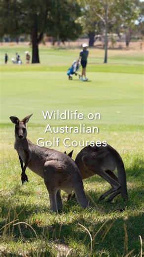 Kangaroos on the Golf Course is Normal in Australia