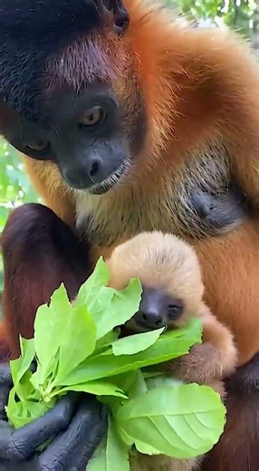 This sloth is an orphan... the incredible way this monkey decided to raise him