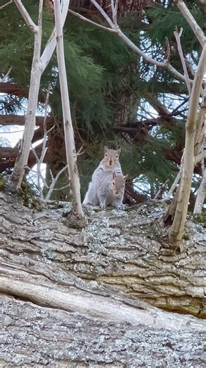 Squirrels Hooking Up in Early Spring
