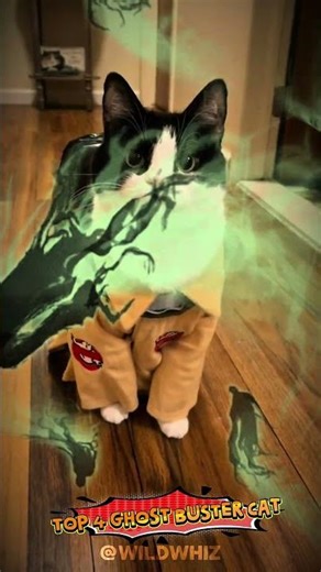 You Won’t Believe These Adorable Cat Cosplays! 🤯🐱#cats #animals #shorts