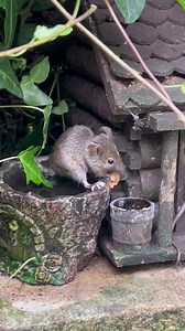 Home made Yorkshire tea and home made rose hip miniature cake for the bramble family | The Mouse family that live by the brambles