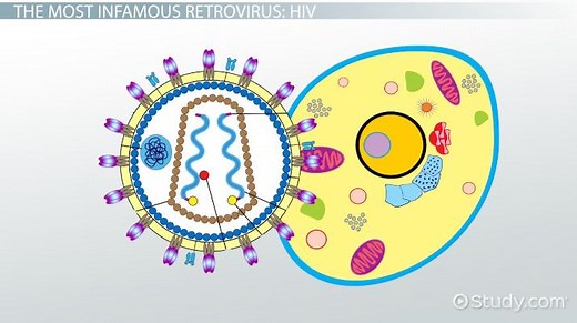 Retrovirus Examples, Life Cycle & Difference from Other Viruses | What is a Retrovirus?