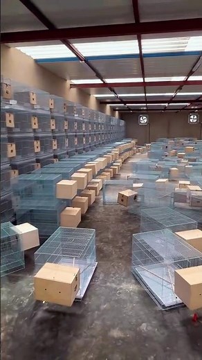 Birds breeding cage setup #birds #short