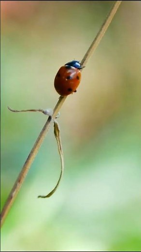 Ladybugs are among the most beneficial insects in nature #ladybug #insects #ladybird