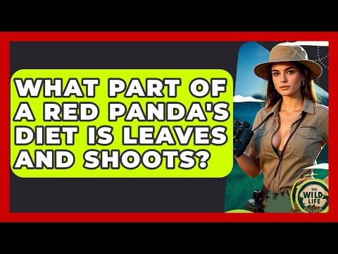 What Part Of A Red Panda's Diet Is Leaves And Shoots? - The Wild Life Explorer