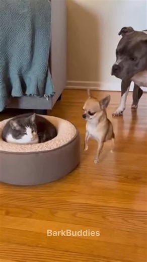 barkbuddies on Instagram: "Chihuahua nap protection service 😂 #dog #chihuahua #funnydogs #cat #dogsofinstagram"