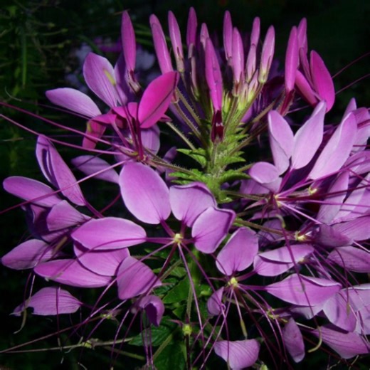 SG21 Cleome Seeds 200  Spider Plant Mix Annual Flower Garden Wildflower - Etsy