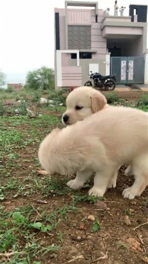 #cute golden retriever puppies!!#PuppyLoveStory #DogLoveStory #GoldenRetriever #GoldenRetrieverPuppy