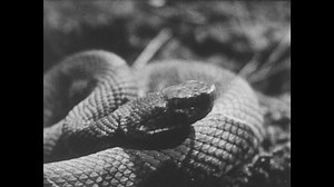 1940s: Snake in enclosure. Label for cottonmouth. Man holds snake. Man points to stripes on snake.