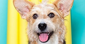 This Is Why We Love Dogs More Than People