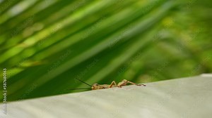 a large grasshopper on the background of a green leaf hiding from a camera.