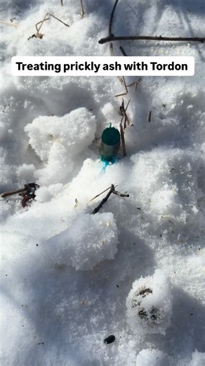 JJ's Land Management on Instagram: "Applying a herbicide like Tordon to cuts stumps will prevent regrowth from unwanted trees and shrubs."