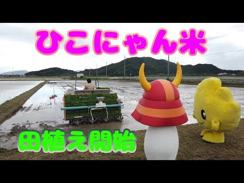 #40 【公務日誌】ひこにゃん米 育て始めます！