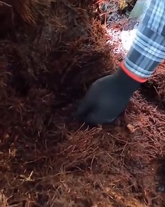 6.2K views · 59 reactions | The dog sniffed out the immeasurable treasure inside the tree trunk | SDO | Facebook