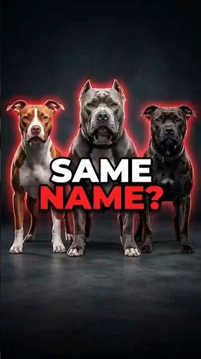 3 Pitbulls. Same Name. Completely Different Dogs.