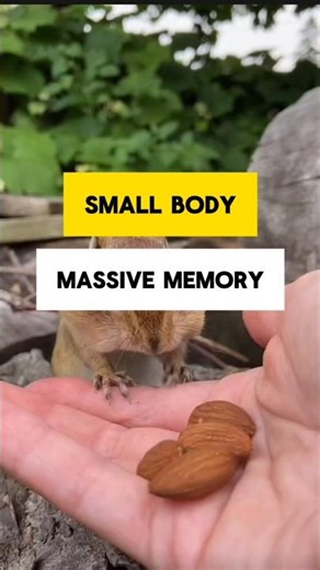 Meet the Chipmunks #chipmunk #cuteanimals #cute