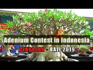 Bonsai Adenium Contest in Indonesia, Sanur Village Festival 2019 Denpasar - Bali