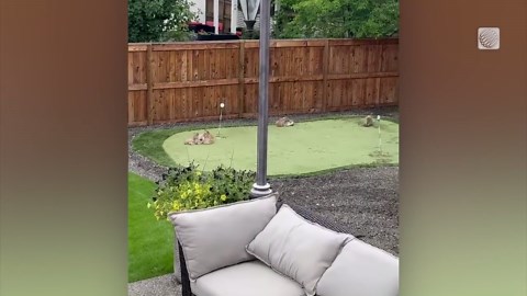 Adorable bobcat family takes over Calgary backyard