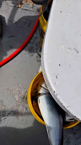 Buckets of Fish! #fishing #florida #fishingtrip DestinFloridaDeepSeaFishing.com | American Spirit Party Boat