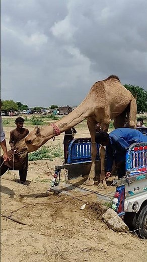 Simple Life of a Camel in Desert