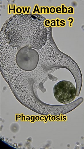 How does Amoeba actually Eat! 🦠😱 #viral