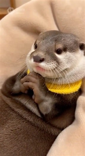 This Otter is Scout 🦦｜ASMR Snack Time: Crunchy Dried Fish! 🐟🔊｜本日最療癒：酥脆小魚乾吃播秀！