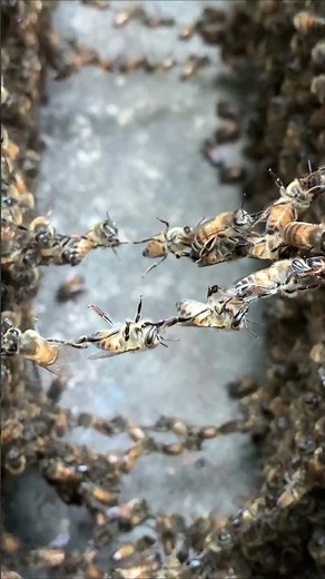 "Bees Creating Bridges | Stunning Footage of Hive Collaboration 🐝"
