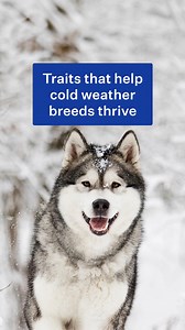 1.4K views | Ever wonder how some dogs can not only survive but thrive in extremely cold weather? Their physical traits, which have evolved from living for generations in cold climates, play a major role in their ability to withstand freezing temps and snow. Check out a few of the features cold weather breeds have to keep them toasty when the weather is frigid. #coldweather #coldweatherbreeds #traits #dogs #newfoundland #chowchow #samoyed #greatpyrenees | Wisdom Panel | Facebook