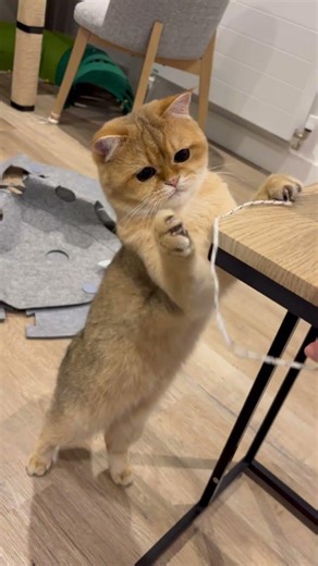 Cleo’s new toy #cat #貓咪日常