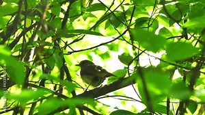 A robin sits on a branch against the sun in the forest and flies away.