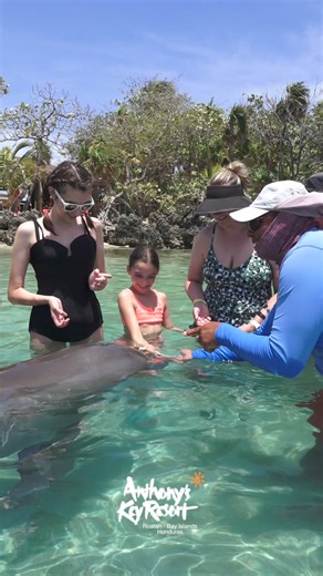 Embark on an extraordinary adventure with our Dolphin Encounters at Anthony's Key Resort! Swim, play, and learn with dolphins in the stunning Caribbean waters. Perfect for families, couples, and anyone looking to create unforgettable memories. Book your Dolphin experience today and dive into an experience of a lifetime | Anthony's Key Resort