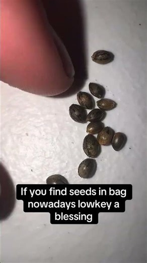 Feminized Seeds Explained (All Female Plants)