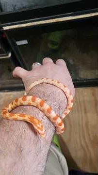 59-2025 Reverse #Okeetee Corn #snake #pets #morphmarket