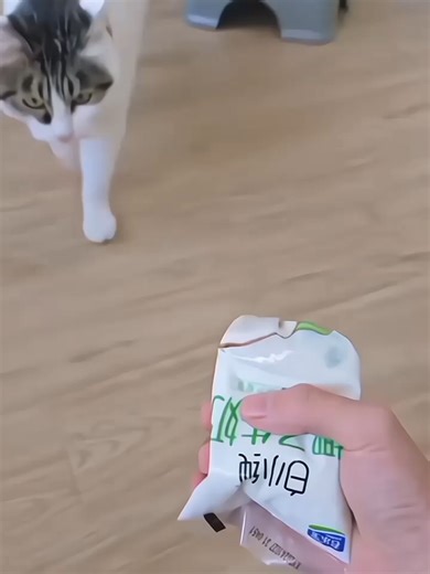 Cats Funny Movements fun #cats #funny #animals