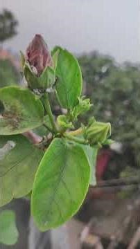 হিবিস্কাস কেয়ার টিপস: অস্ট্রিয়া ভ্যারাইটি স্পেশাল 🌿Austria hibiscus (jaba) care tips.