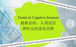#Brainnews 【前沿快讯】Trends in Cognitive Sciences最新总结：人类皮层神经元的进化历程