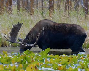 Just moosing around Credit: bobgjestvang #moose #moosehunt #mooselove #moosehunting #wildanimals #wildlifephotography #animal #animalphotography #animallover #wild | All About Moose