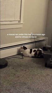 @444blondetribute: #cat #catlover #kitty