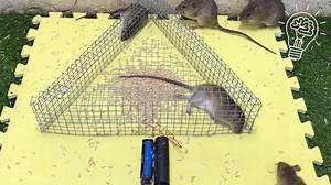 🐭🐭🐭🐭🐭🐭🐭 | Awesome Ideas