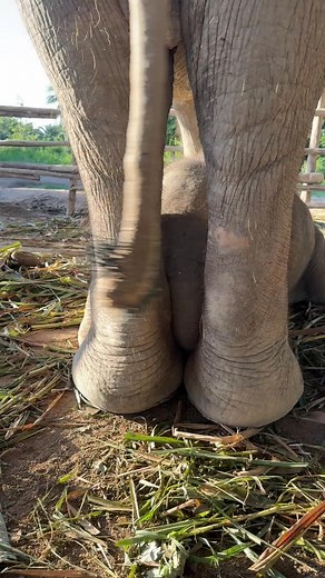27K views · 2.1K reactions | ปลาวาฬน้อยแอบทำอะไร #baby #elephant #thailand | Tavron Salangam | Facebook